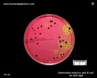 Salmonella on XLD agar